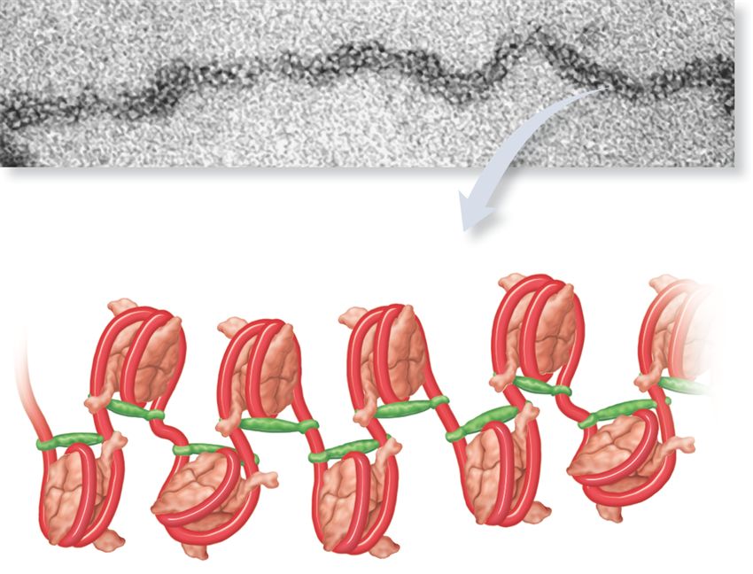 The 30-nm fibre