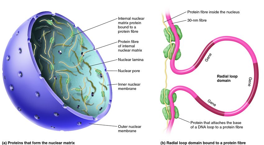 Structure of the nuclear matrix and its attachment to the 30-nm fibre