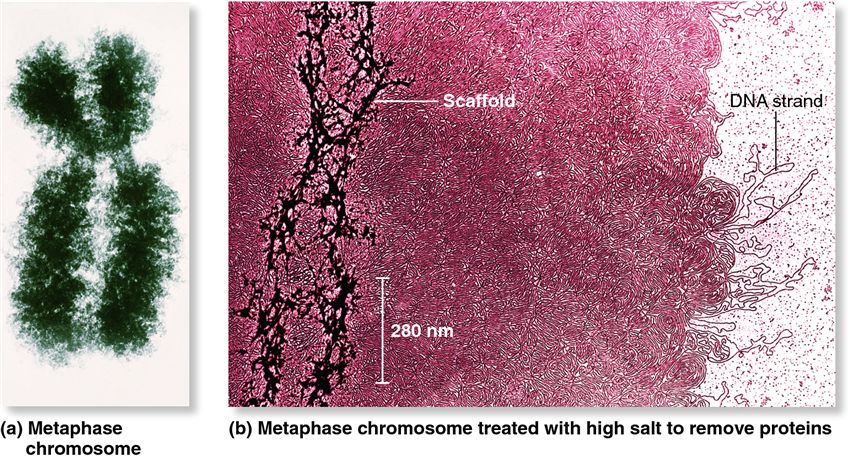 The importance of histones and scaffolding proteins in the compaction of eukaryotic chromosomes.