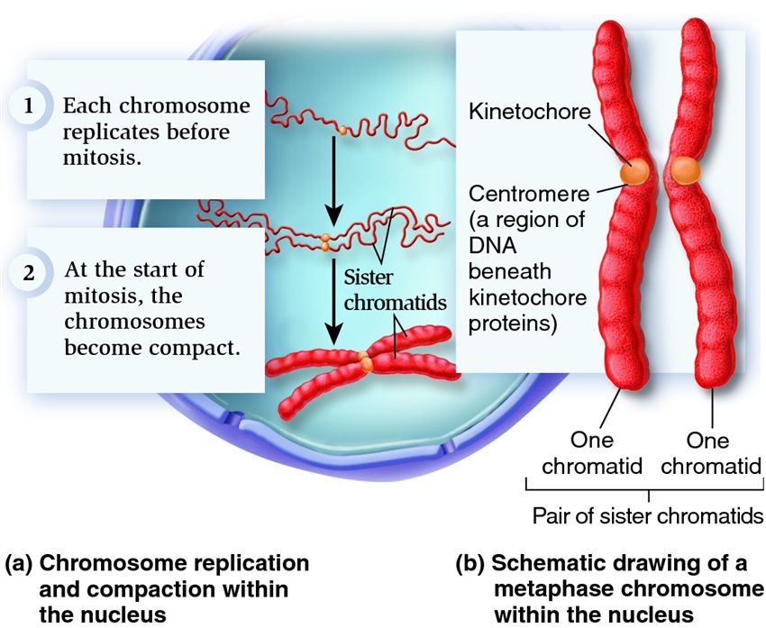 Replication and compaction of chromosomes into pairs of sister chromatids.