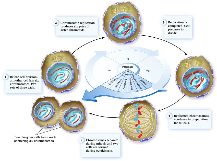 The eukaryotic cell cycle and cell division in an organism with six chromosomes.