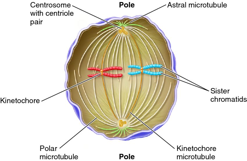 Structure of the mitotic spindle.