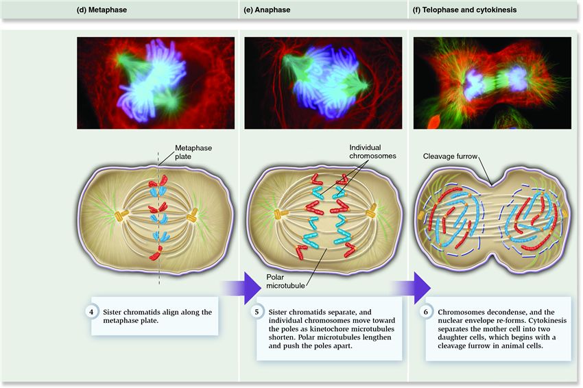The process of mitosis in an animal cell.