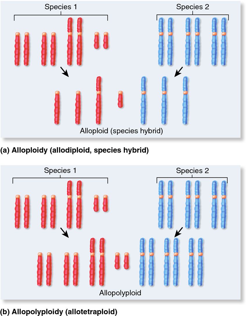 A comparison of alloploidy (seen in species hybrids) and new allopolyploid species.