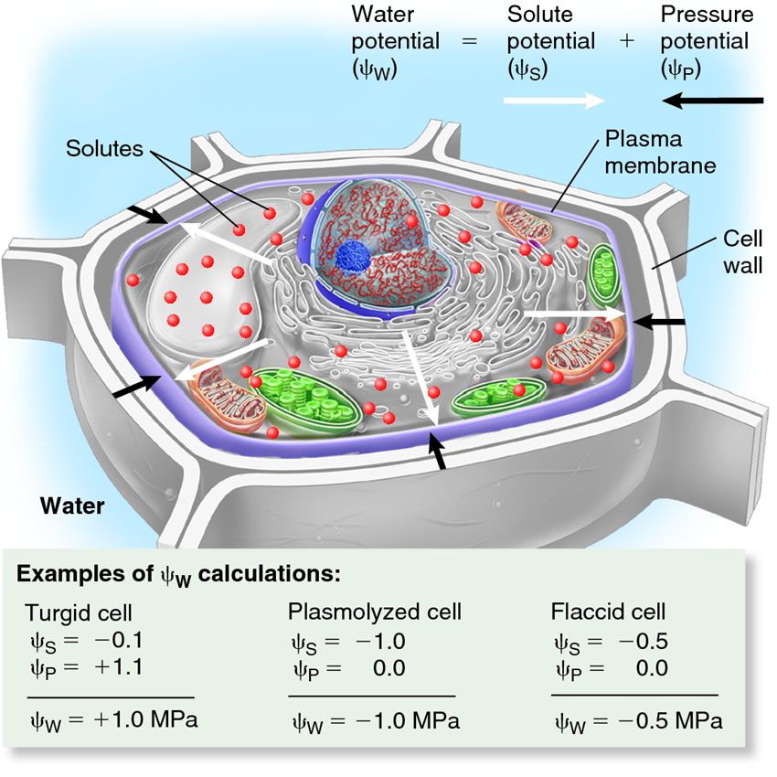 Plant cell water potential.