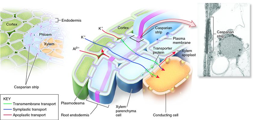 Ion transport pathways across the root endodermis.