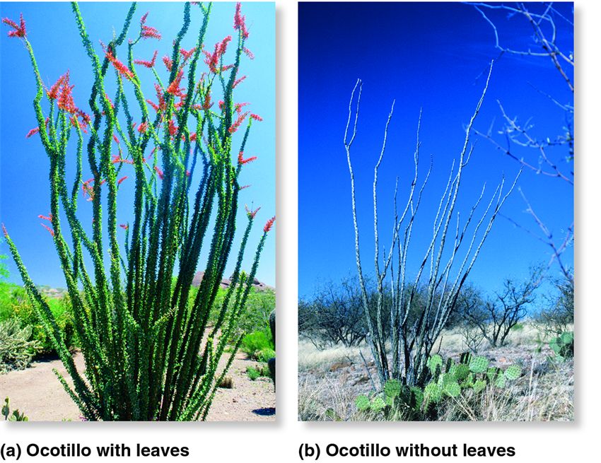 Leaf abscission as a drought adaptation.