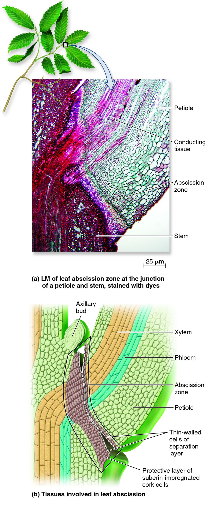 Leaf abscission