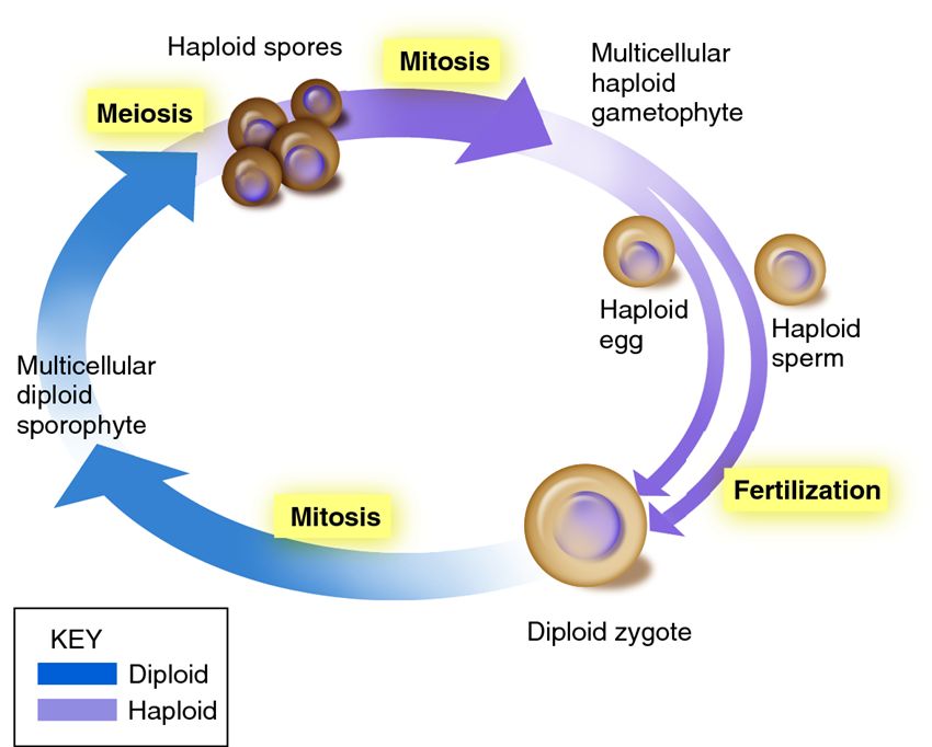 life cycle of a non flowering plant