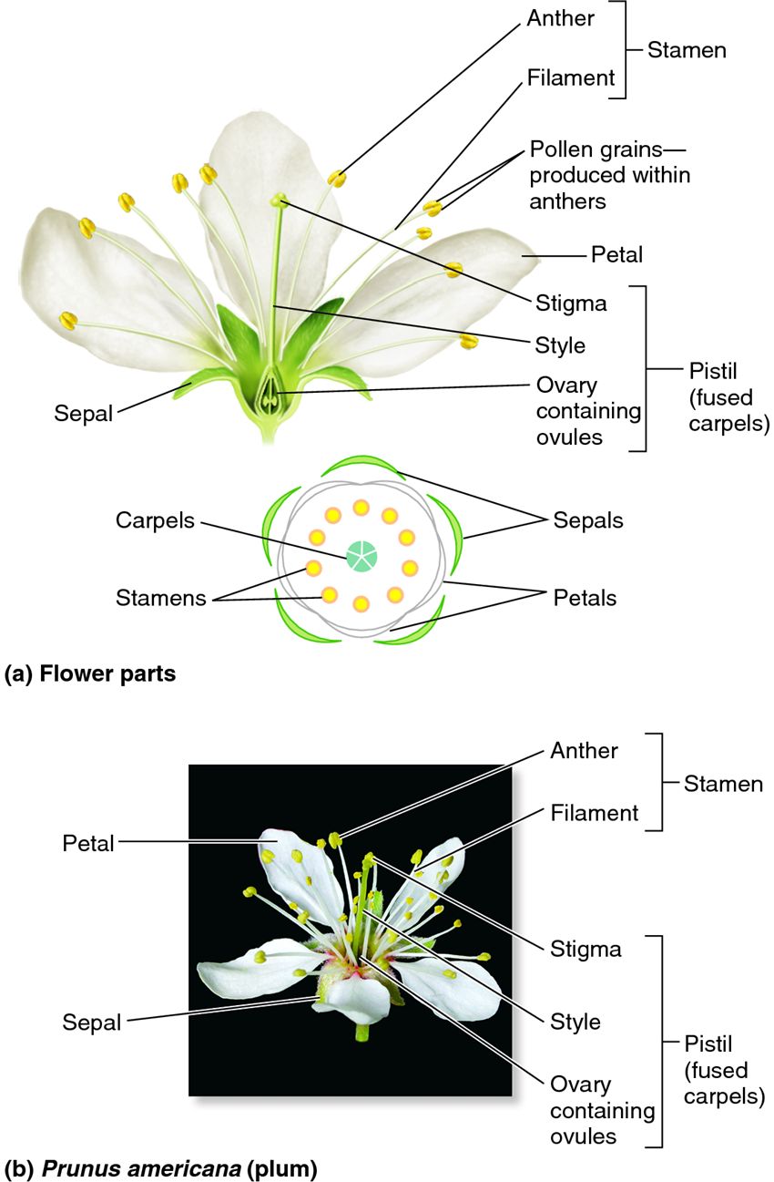 The structure of a typical flower.