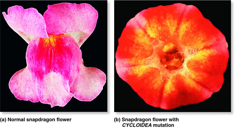 Genetic control of flower symmetry.