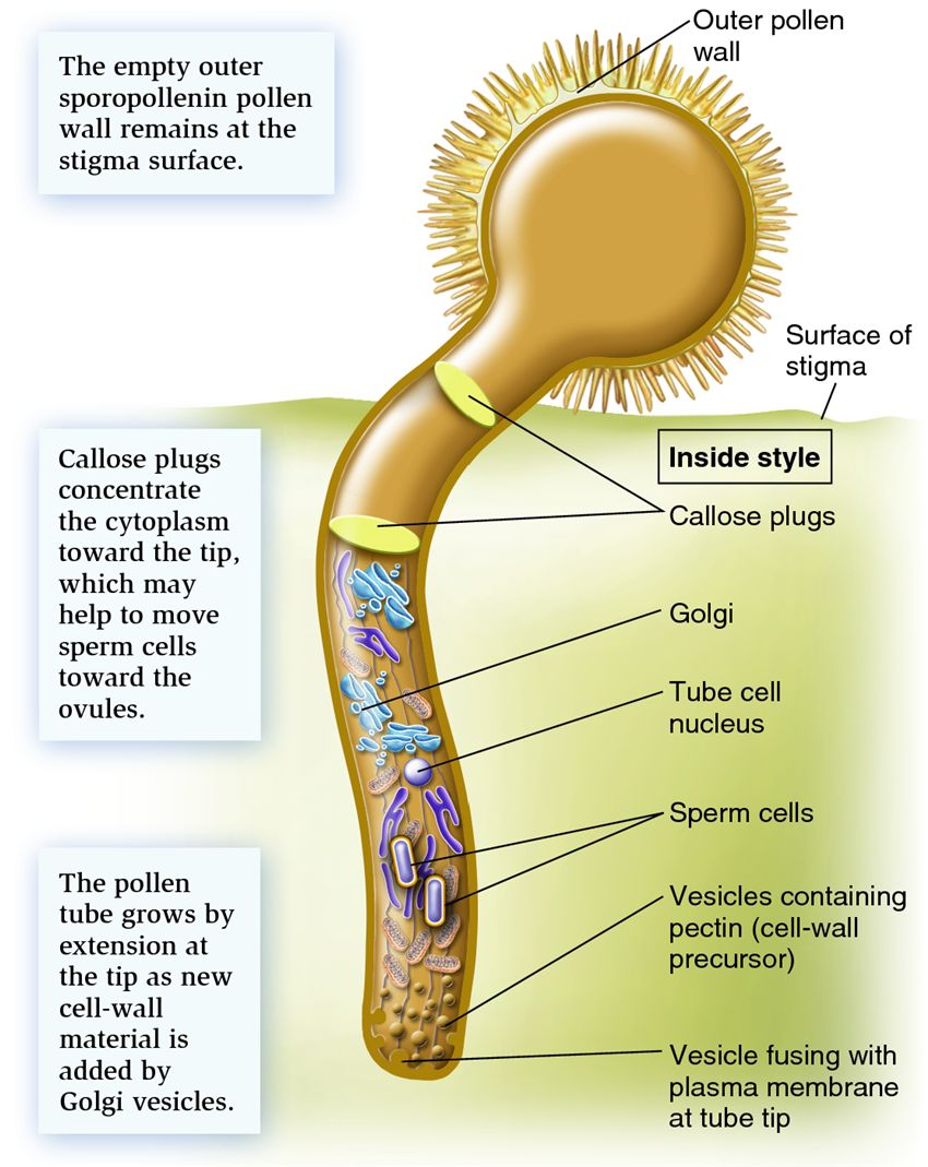 Tip growth by a pollen tube.