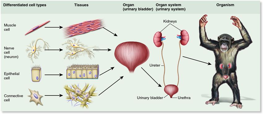 The internal organization of cells, tissues, organs, and organ systems in a mammal.