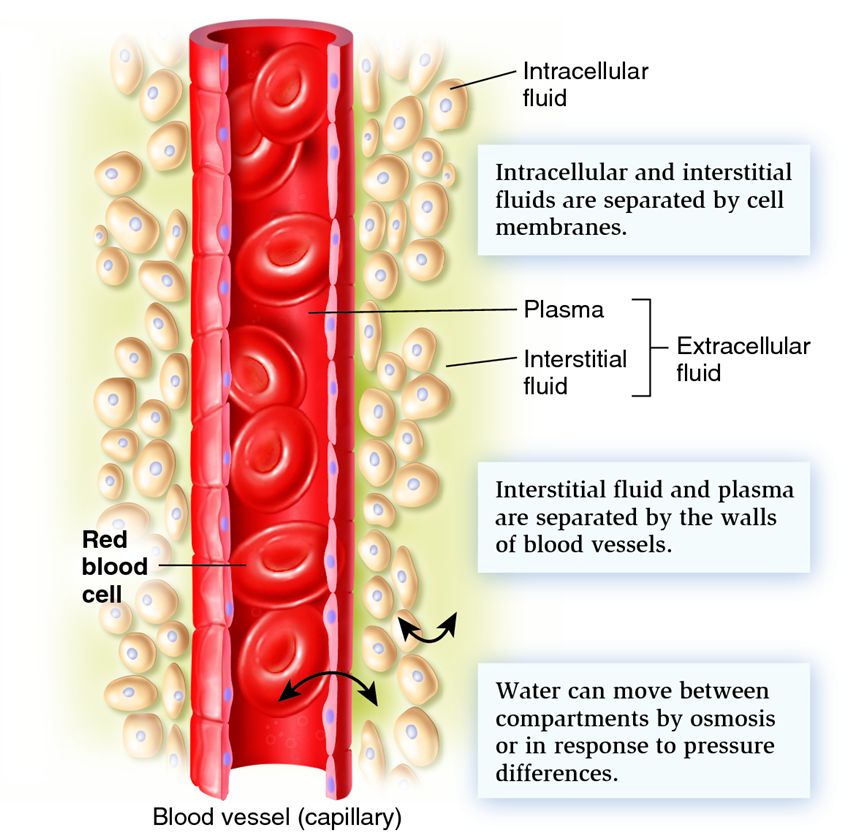 Fluid compartments in a typical vertebrate.