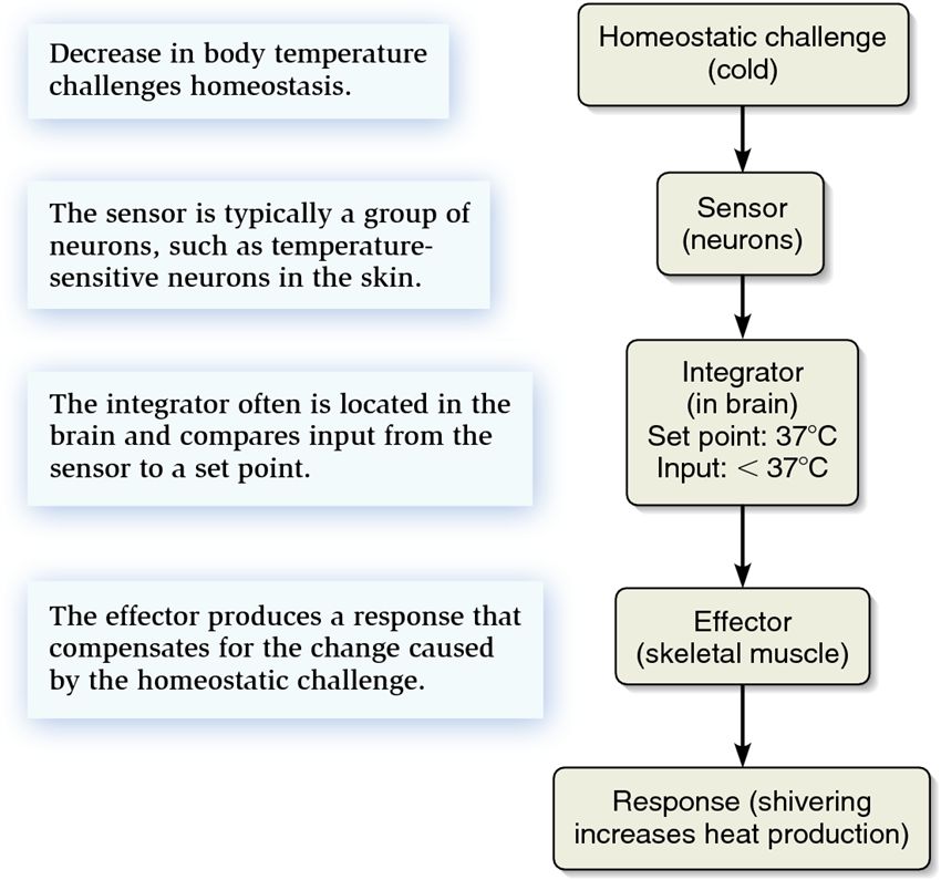 An example of a homeostatic control system.