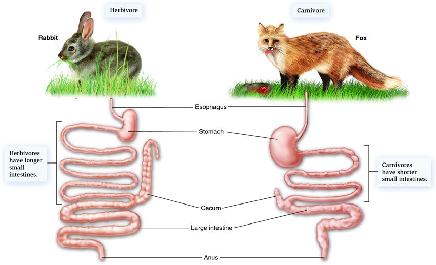 The alimentary canals of a nonruminant herbivore and a small carnivore.