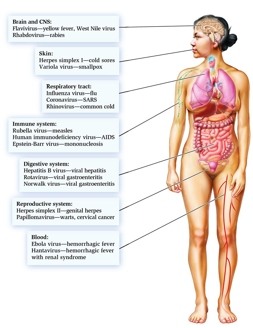 Some viruses that cause human diseases.