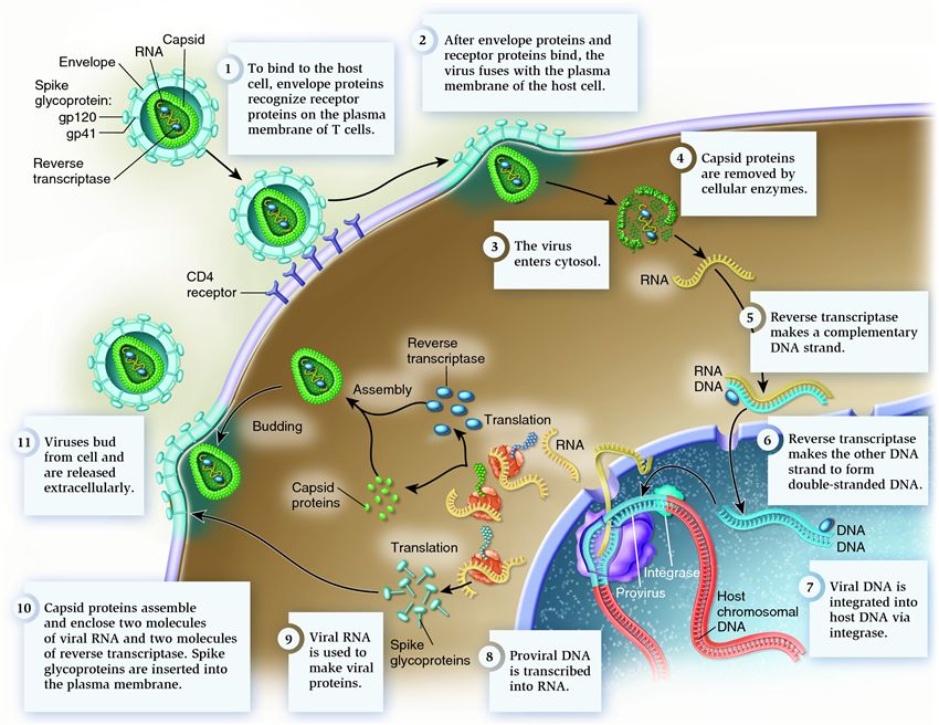 A closer look at the reproductive cycle of human immunodeficiency virus (HIV)