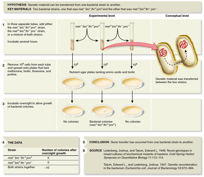 Experiment of Lederberg and Tatum demonstrating gene transfer in E. coli