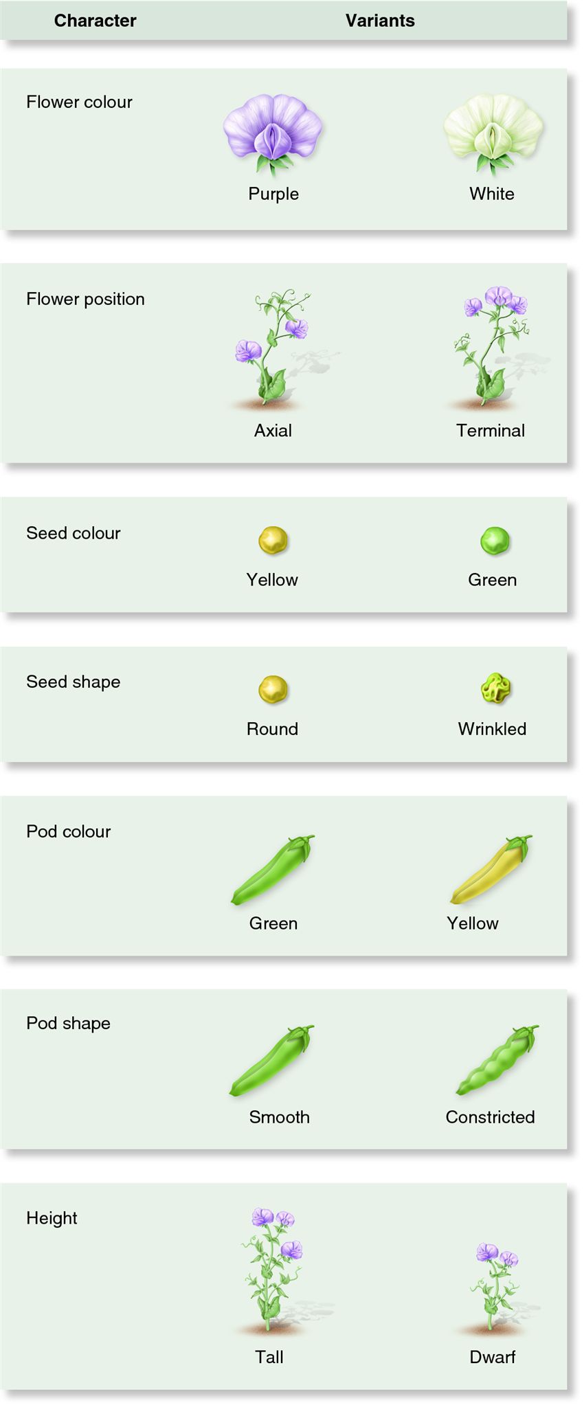 The seven traits that Mendel studied.