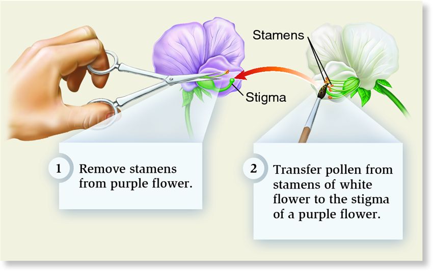 Mendel's procedure for cross-fertilizing pea plants