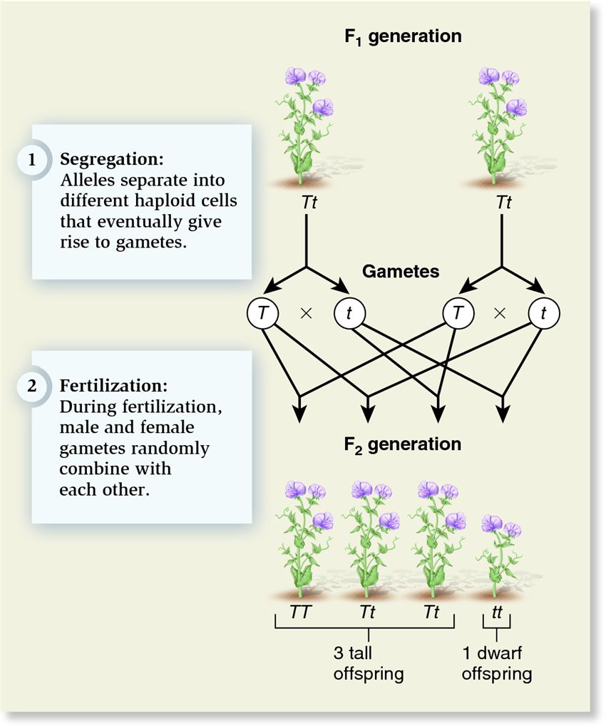 How the law of segregation of alleles explains Mendel's observed ratios