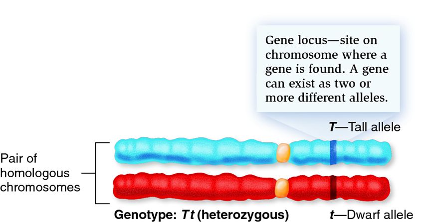 A gene locus