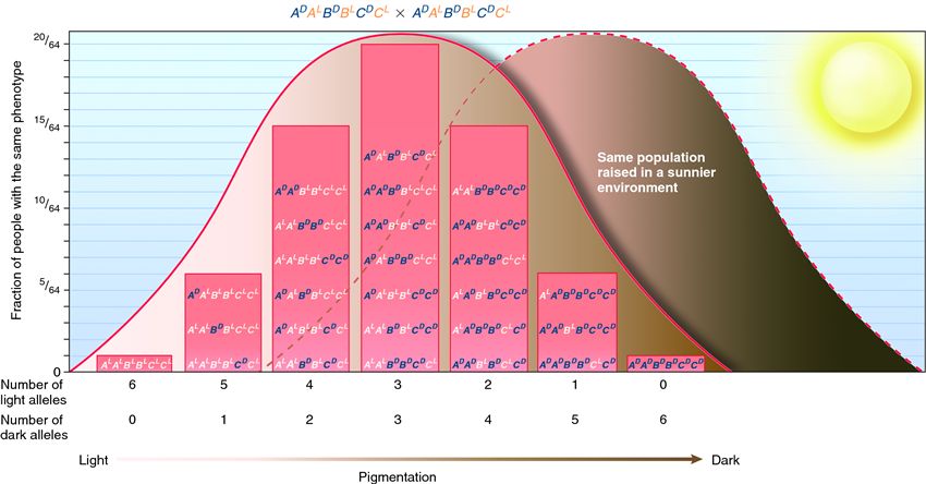 Continuous variation in a polygenic trait.