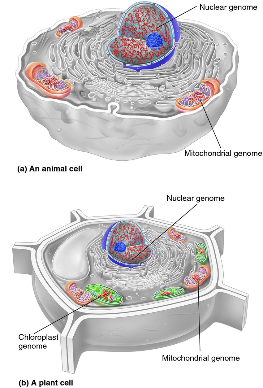 The locations of genetic material in animal and plant cells.