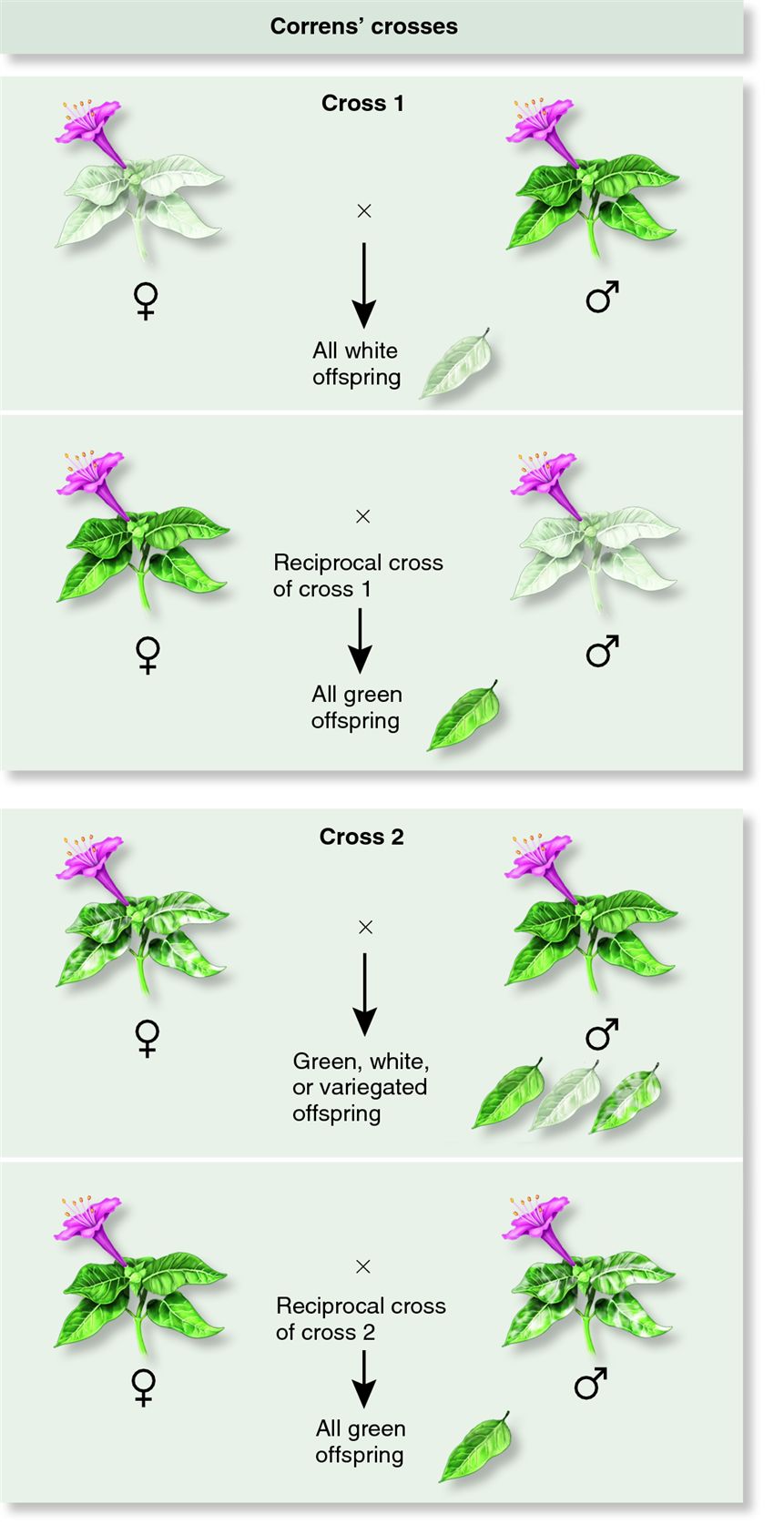 Maternal inheritance in the four-o'clock plant.