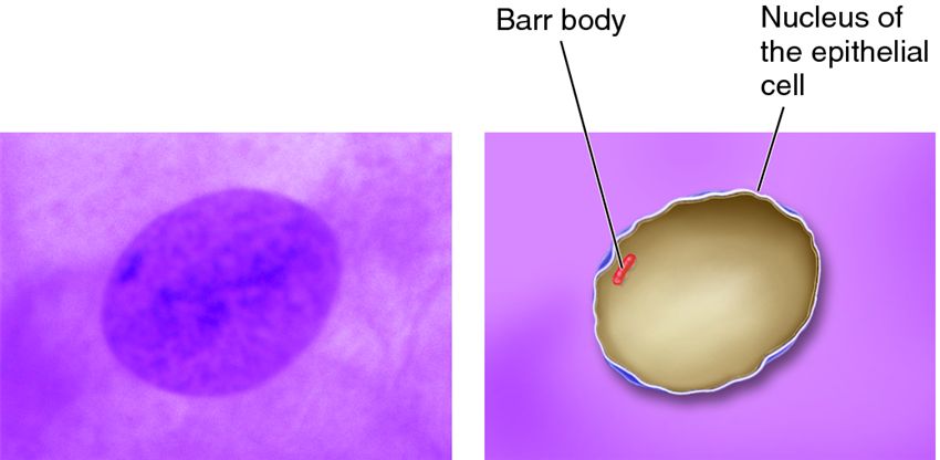 X chromosome inactivation in female mammals produces the Barr Body.