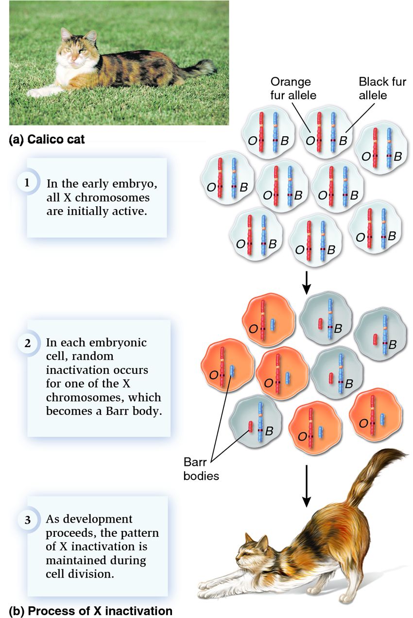 Random X-chromosome inactivation in a calico cat.