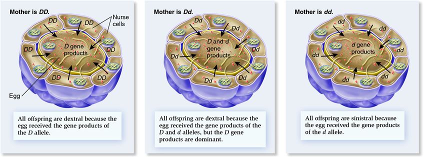 The mechanism of maternal effect in snail coiling.