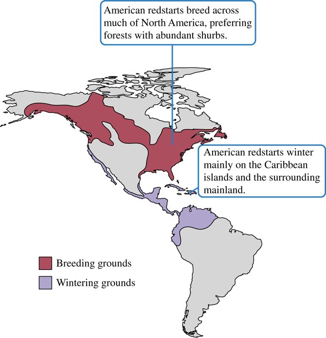 The breeding and wintering grounds of the American redstart, Setophaga ruticilla.