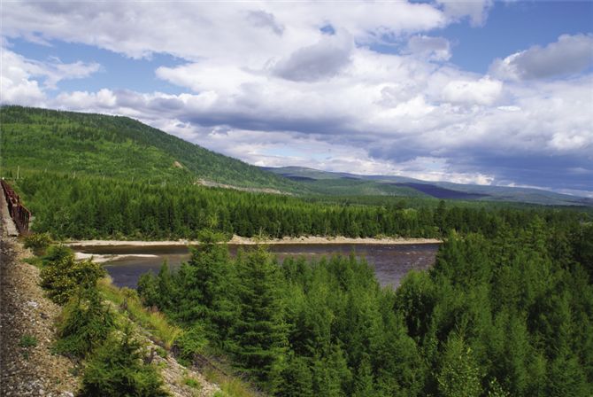 Boreal forests, such as this one in Siberian Russia, are dominated by a few species of conifer trees