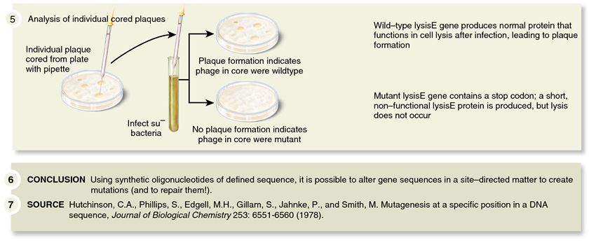 In vitro oligonucleotide site-directed mutagenesis