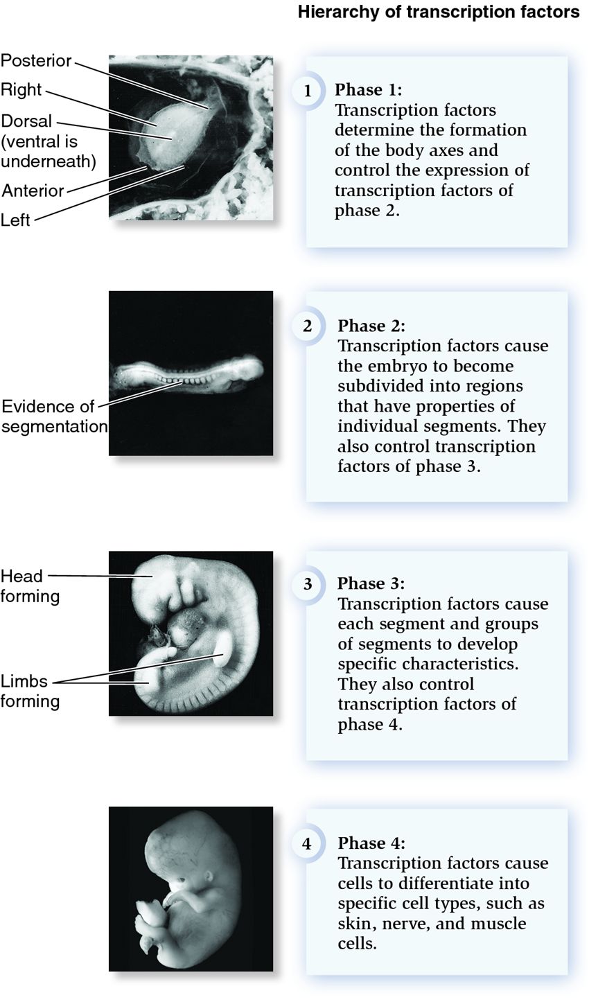 Pattern development in a human embryo