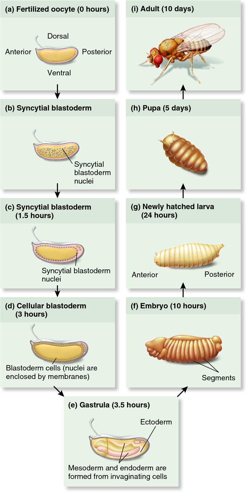 Developmental stages of the fruit fly Drosophila