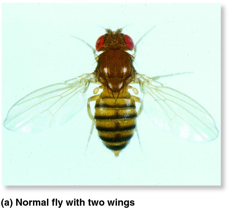 The bithorax mutation in Drosophila