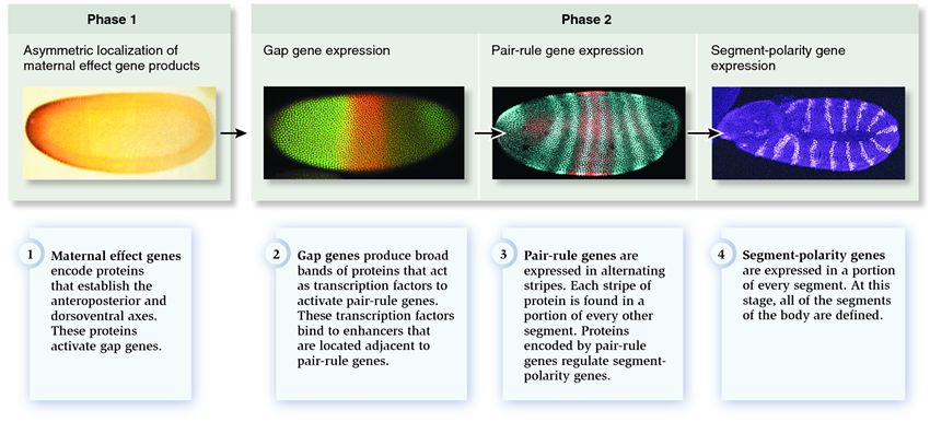 Overview of segmentation in Drosophila