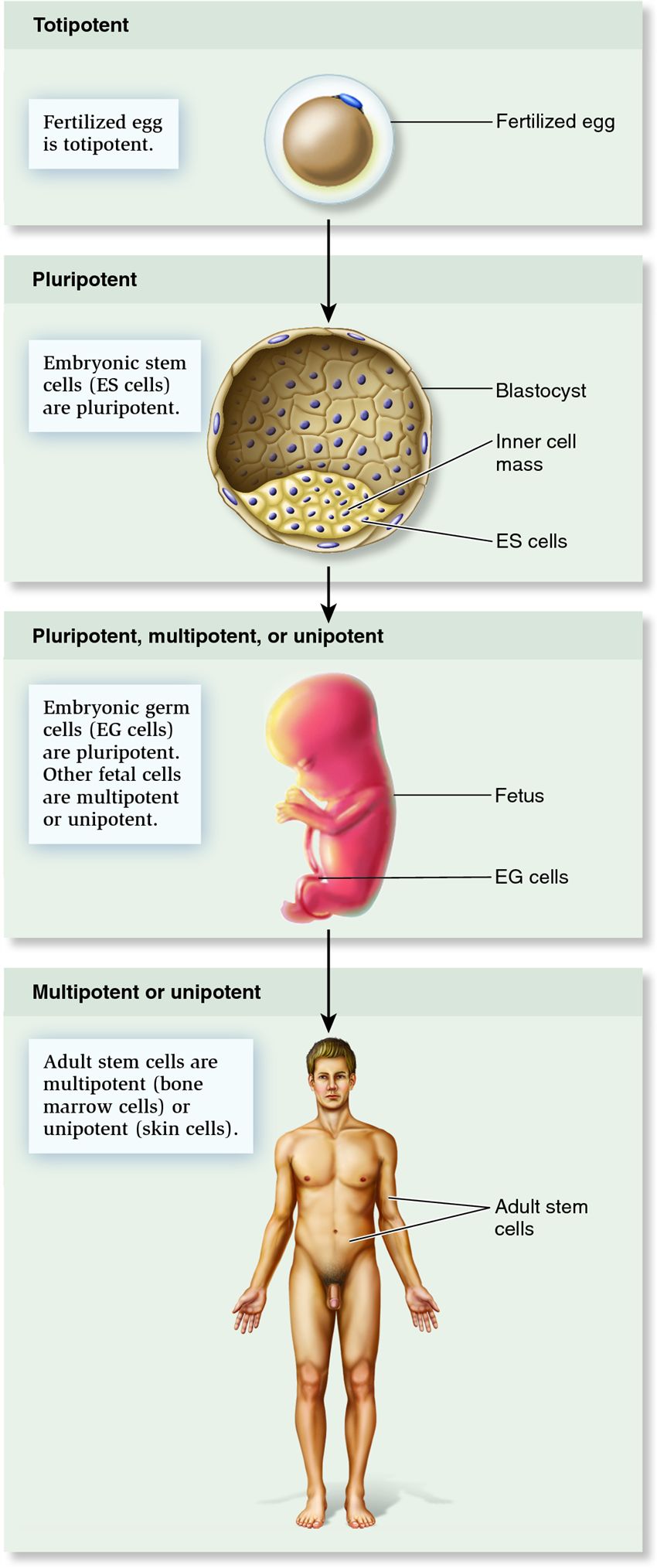 Occurrence of stem cells at different stages of mammalian development