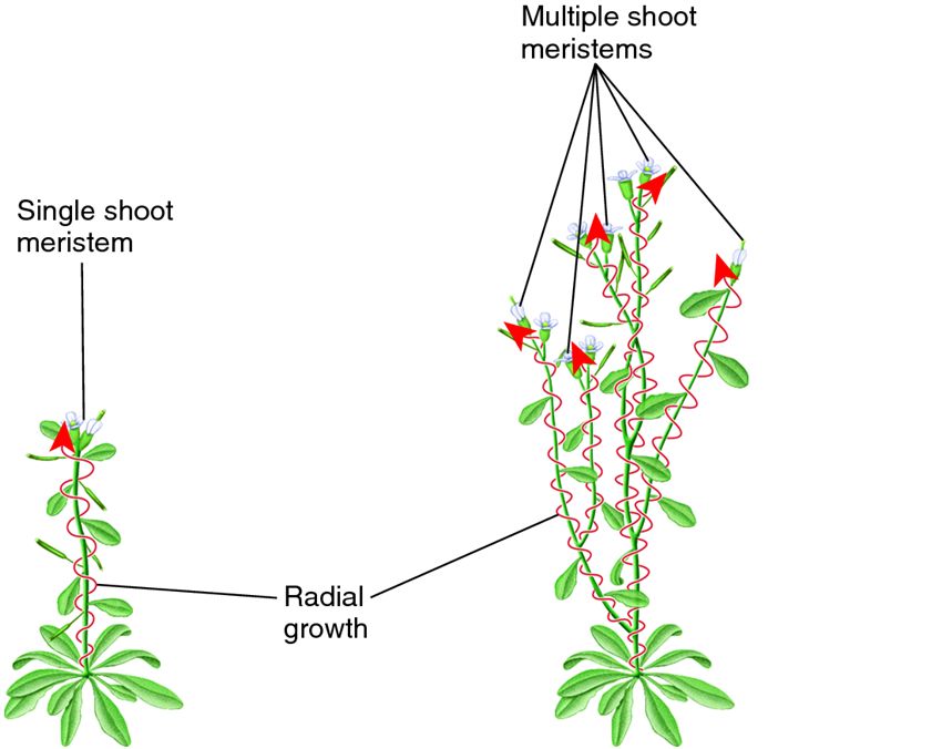 Radial pattern of shoot growth in plants