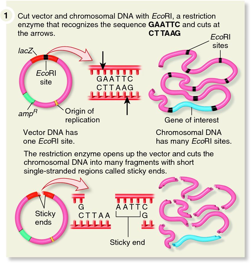 Step 2 of gene cloning: The actions of a restriction enzyme and DNA ligase to produce a recombinant 
