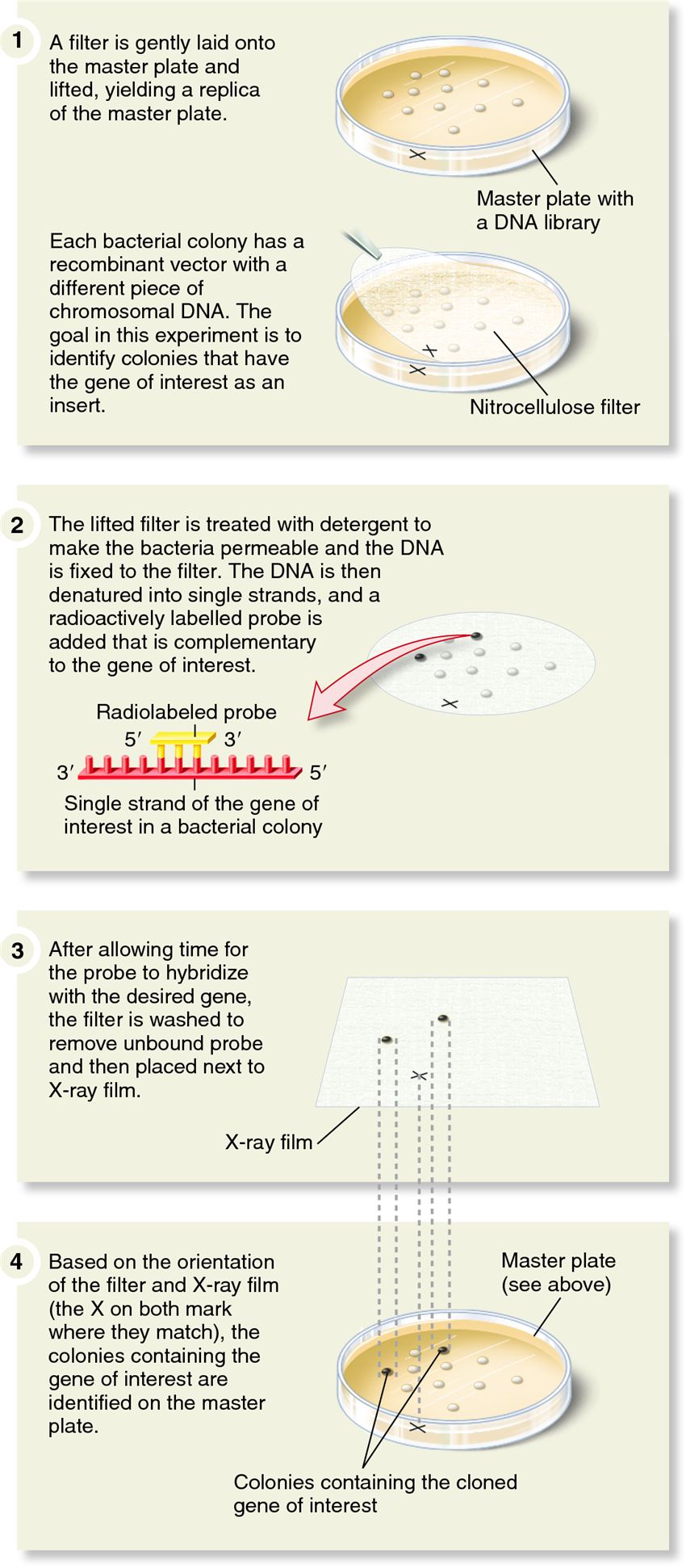 Identifying a cloned gene by colony hybridization