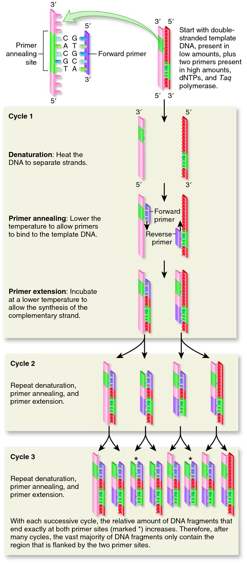 Polymerase chain reaction (PCR)