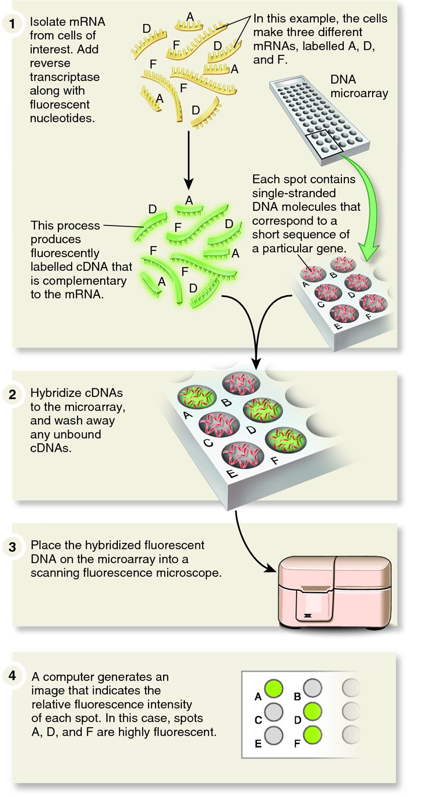 Identifying transcribed genes within a DNA microarray