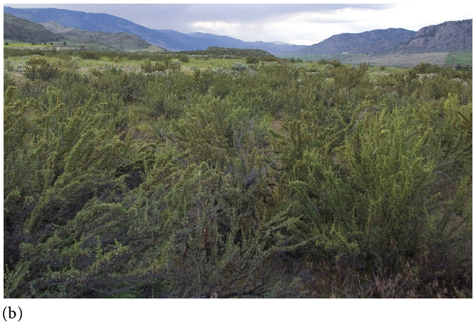  (b) The landscape around the deserts of Osoyoos, British Columbia.