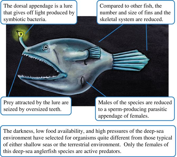 Deep-sea anglerfish.
