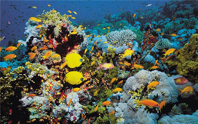 Coral reefs, such as this one in the Red Sea, support some of the most diverse assemblages of organi