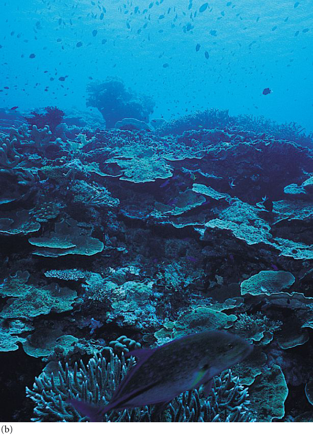 the blue of the deeper reef.